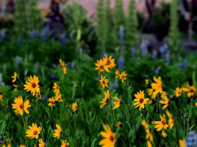 Cedar Breaks National Monument’s Wildflower Festival