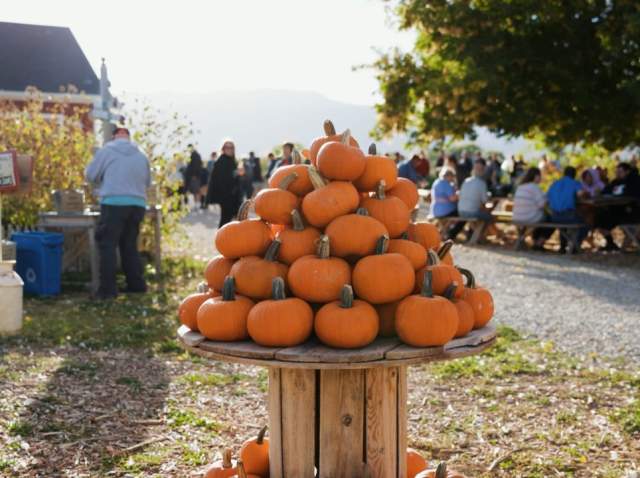 Harvest Season in Cedar City & Parowan with Local Farms and Markets