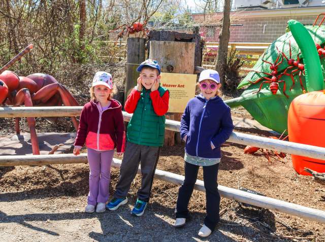 RWP Zoo - Bugs