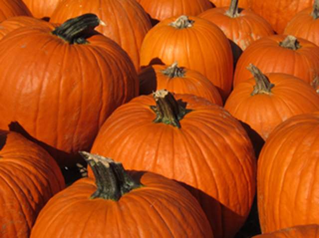 Dave's Fresh Marketplace: Pumpkin Shaped Baked Brie