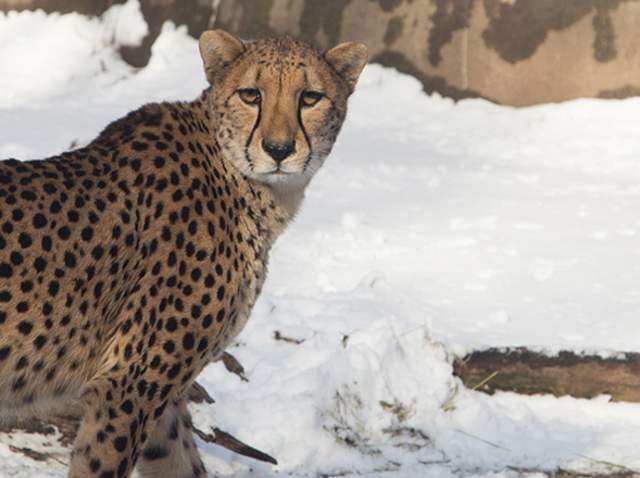 Cheetah among the snow at the Zoo in winter