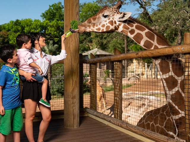 San Antonio Zoo