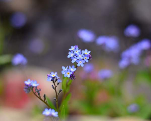 wildflowers