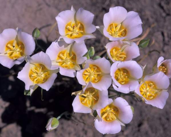 Wildflowers of the Monocot Class with Joel Tuhy
