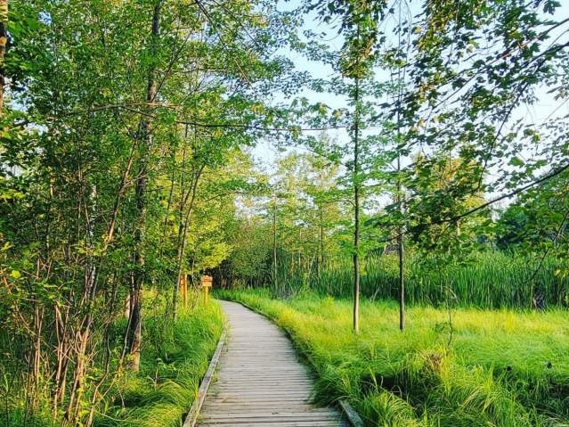 Take a summer hike in the Stevens Point Area along the picturesque Green Circle Trail.