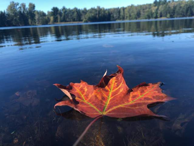 Don't miss the fall colors in Schmeeckle Reserve in the Stevens Point Area.