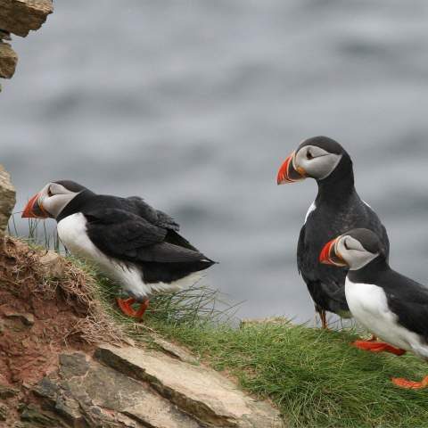 Kerry_Animals_Puffin