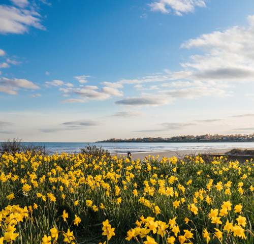 Daffodil Days at East Beach Newport