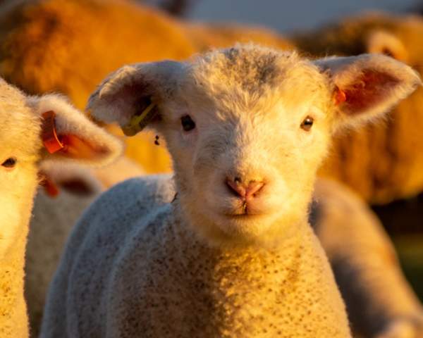 Get ready for a sensational summer of fun at Cotswold Farm Park