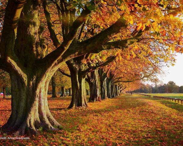 Step into Autumn – local walks in Coventry