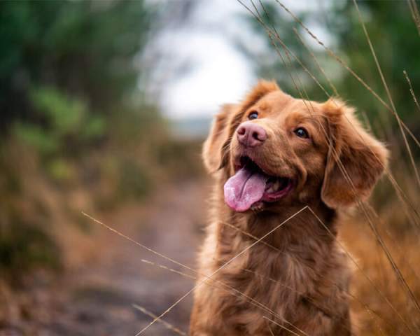 Dog-friendly places in Coventry