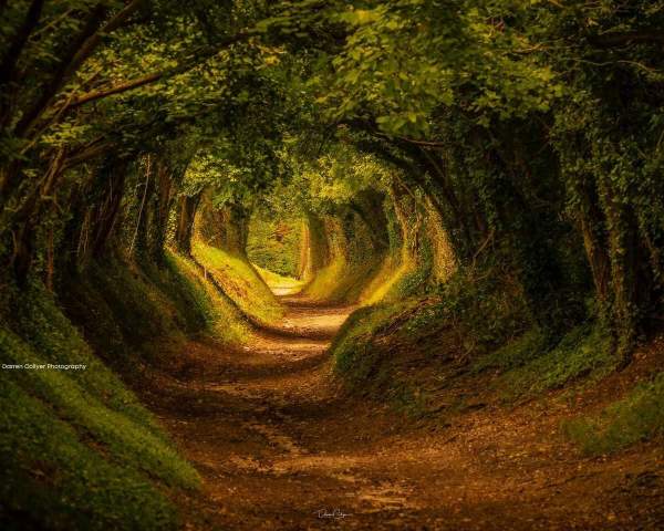 The Halnaker tree tunnel on the Halnaker Windmill Trail