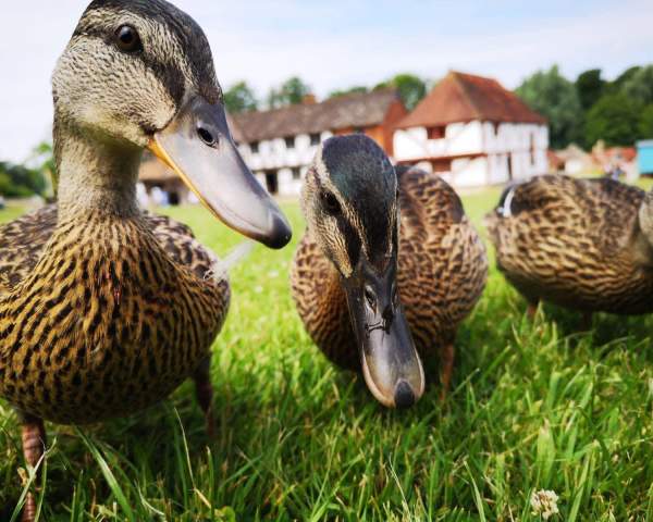 Ducks at Weald & Downland Living Museum