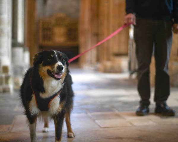 A person and dog in Chichester Cathedral