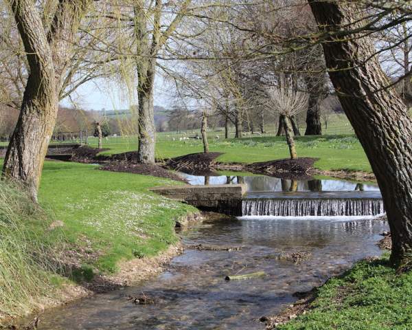 Trees at West Dean Gardens