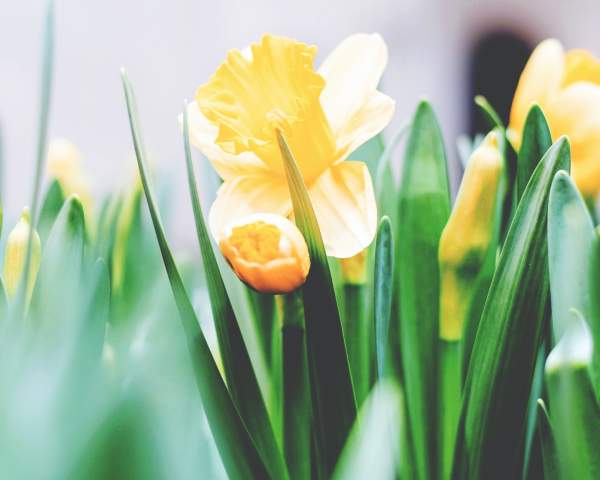 Yellow Daffodils
