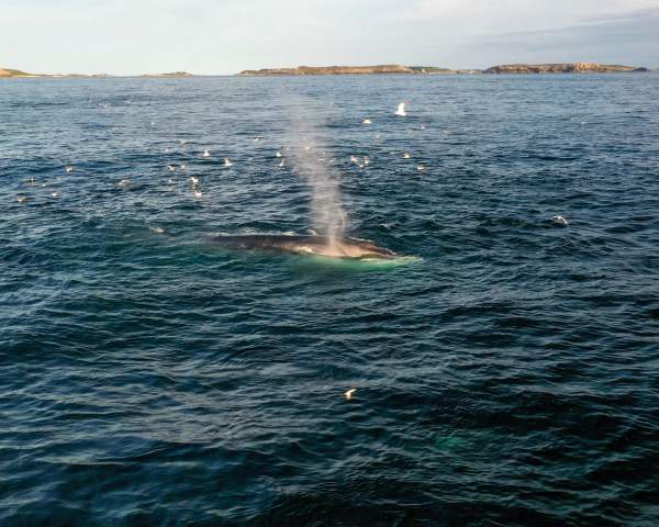 A bumper year for flippers and feathers
