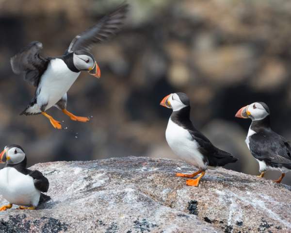 The Puffins Return