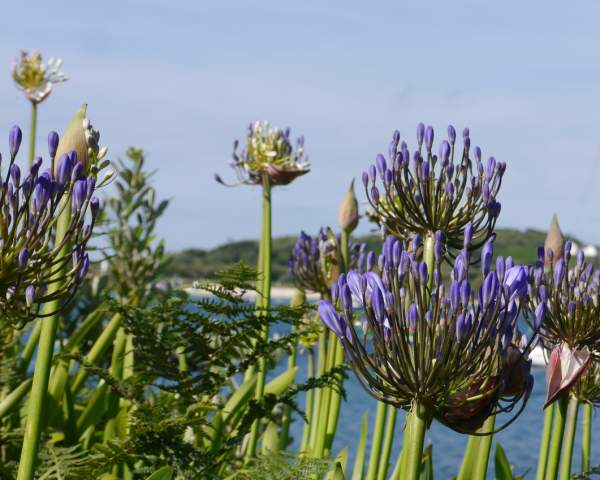 An Island Garden