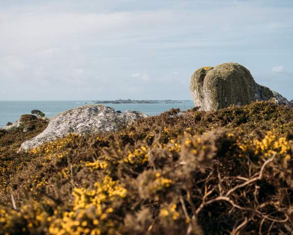 From Gorse to Glass: The Wild Wingletang Gin Story