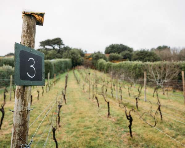 The Accidental Winemakers of the Isles of Scilly