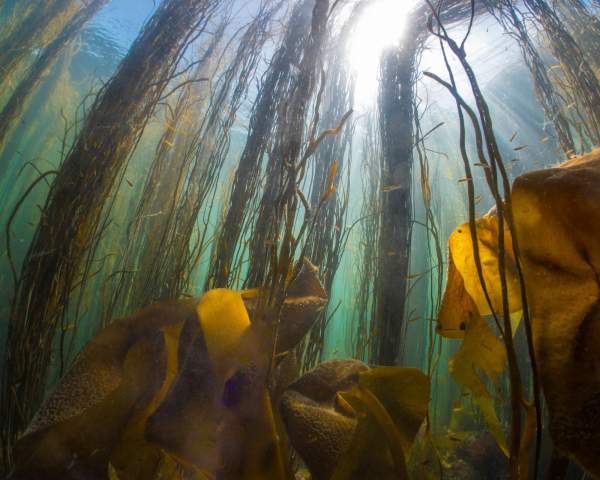 Beneath the Waves