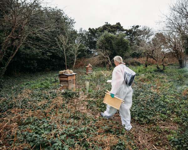 Liquid gold: the Story of Scilly Honey
