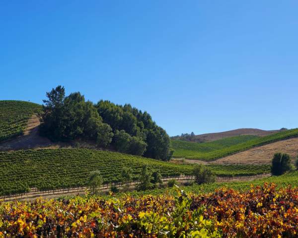 Q&A with Sonoma County Tourism: how Visit Widget boosted the “Sonoma County App Experience Giveaway”