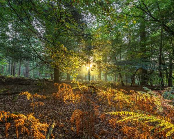 How SEO helps Go New Forest protect and promote a special place