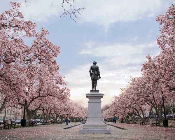 Spring on display: How DMOs can spotlight iconic blooms to boost tourism