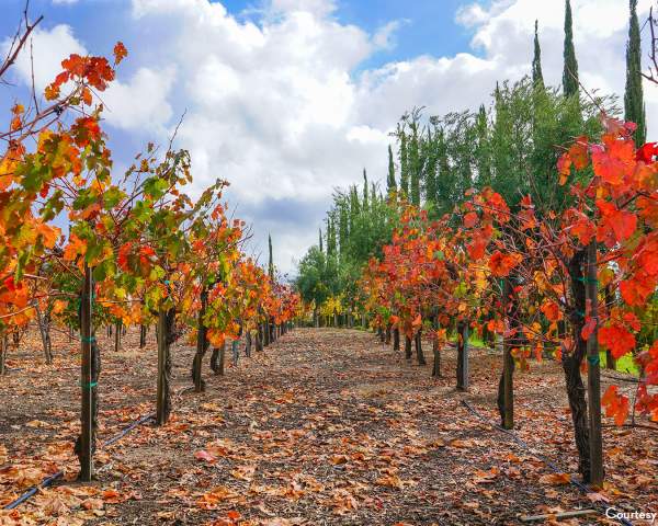 November Events in Temecula Valley