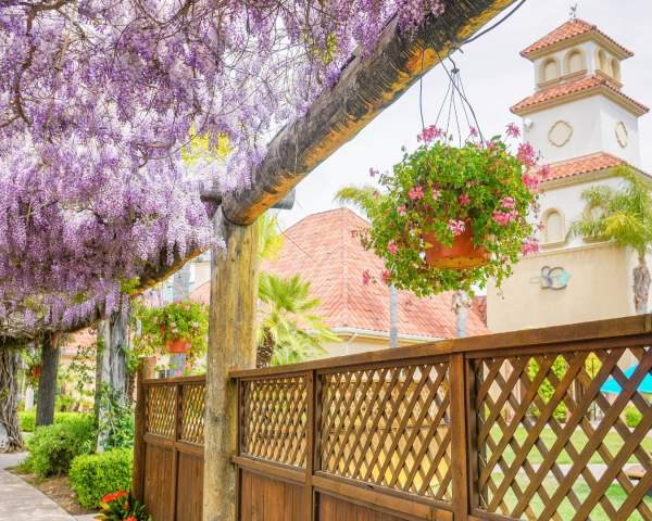 The 9 Best Places to see Wisteria Blooms in Temecula Valley This Spring