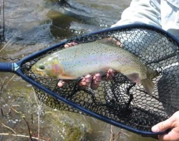 North Fork Anglers
