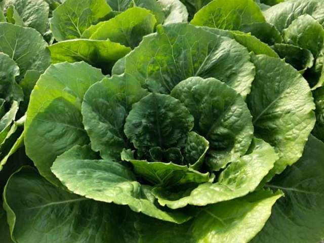 Extreme Green Farms Plant Nursery