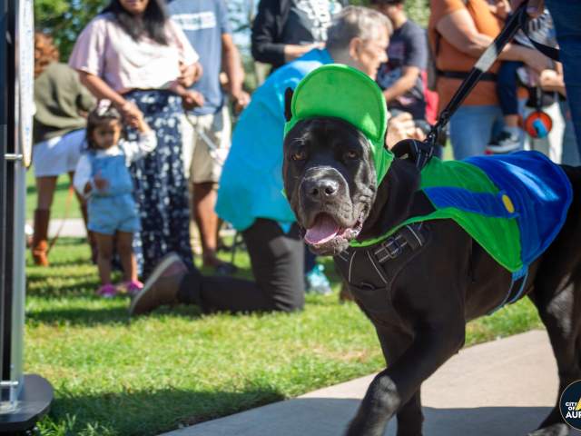 Dog in Aurora Pooch Parade