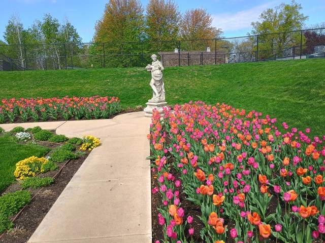 Phillips Park Sunken Garden Tulips -1