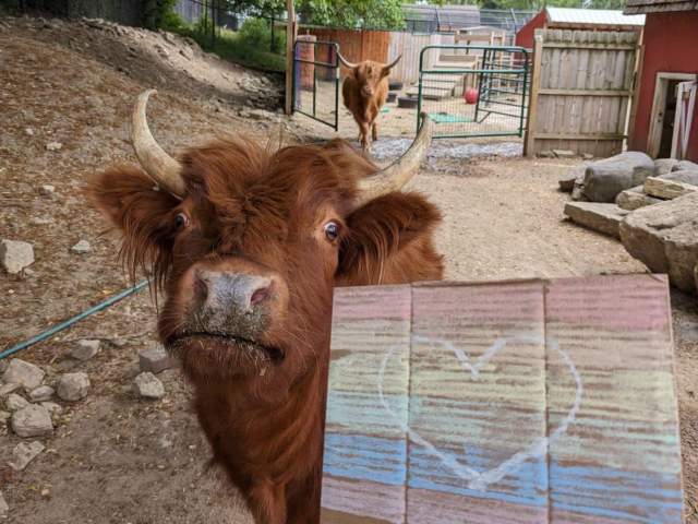 Phillips Park Zoo - Cow