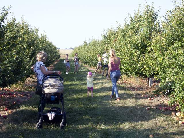 Kai Hallam - KF_Picking-Apple