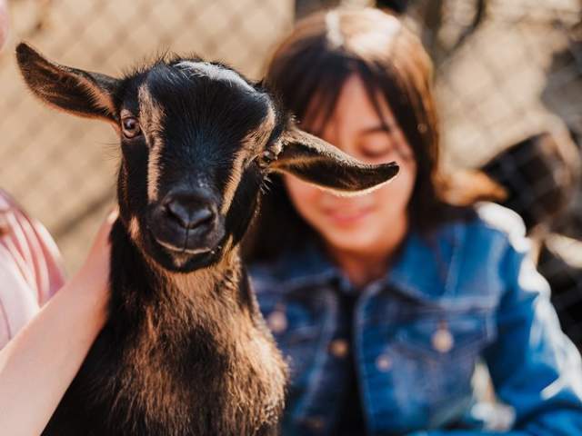 Rosewood Farm - Goat