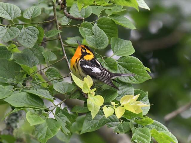 Orange, black and white Blackburnian Warbler bird in a tree branch