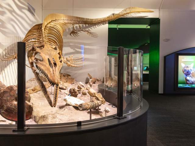 Large exhibit of dinosaur bones, made to look like a swimming dinosaur at the Texas Science and Natural History Museum.