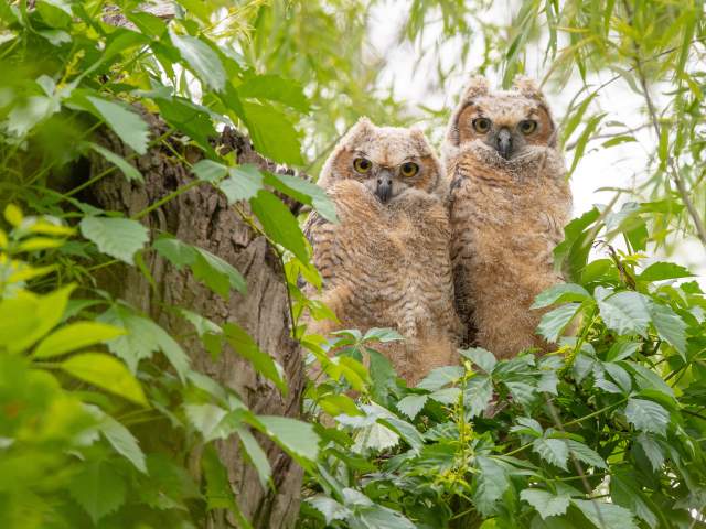 Two Great Horned Owlets perched in a tree surrounded by green foliage
