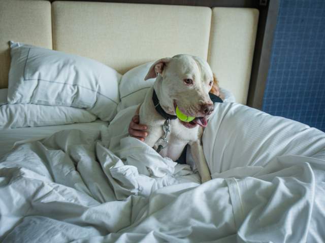 Austin's Top Pet-Friendly Hotels