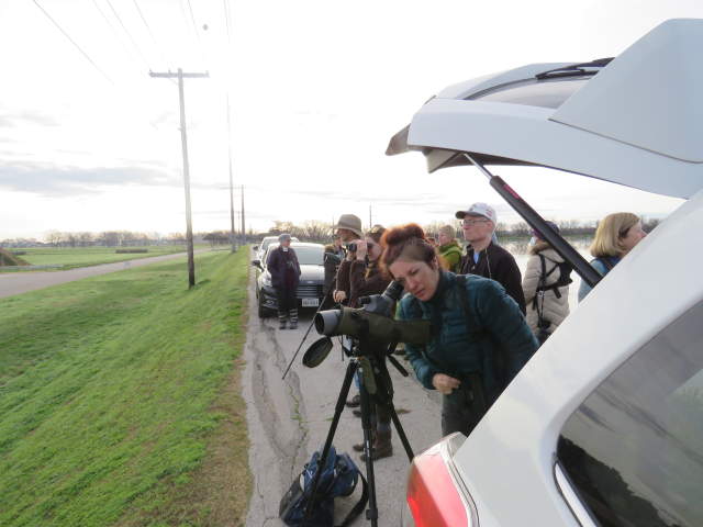 Group of people birding on a road-side at Hornsby Bend. Several people are looking through binoculars