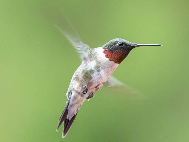 Ruby-throated Hummingbird in mid-flight