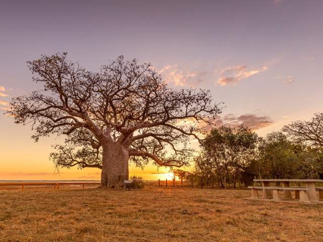 The Dinner Boab Tree in Derby, situated on the muflats. The sun is setting in the distances, with beautiful gold and red blue colours in the sky.