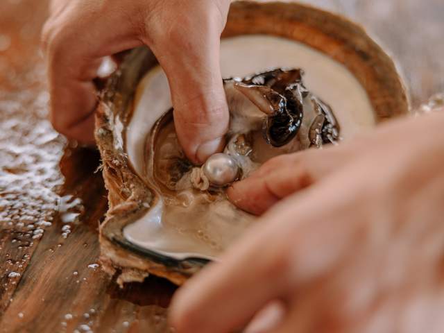A tour guide harvests a large pearl from an open Pinctada Maxima oyster shell using his hands.