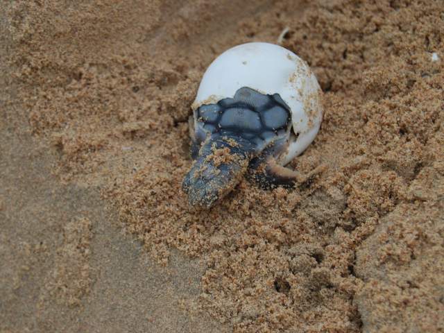 Turtle hatching from its shell at Eco Beach Wilderness Retreat Broome.