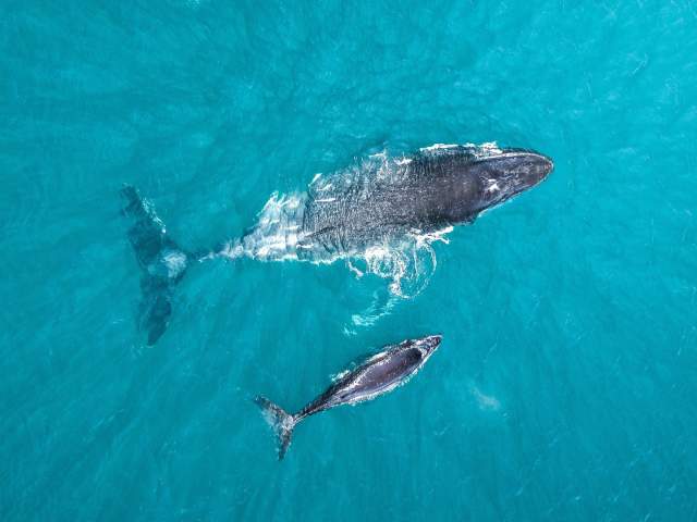 A Humpback Whale  mother and calf photographed from above on the Kimberley Coast, Western Australia