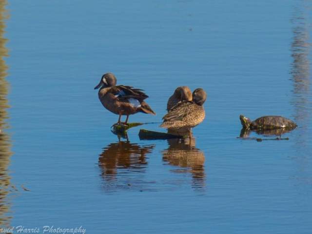 Houston Audubon Bolivar Flats Webcam